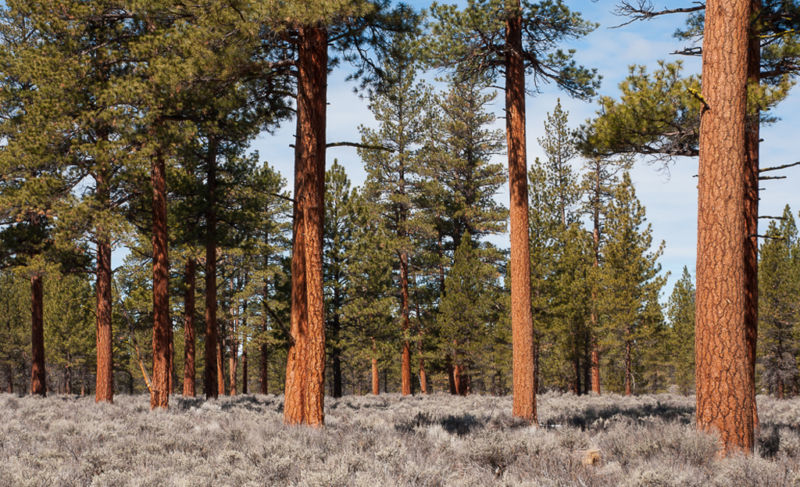 Forest Service Criticized for Cutting Old-Growth Trees in Eastern Arizona