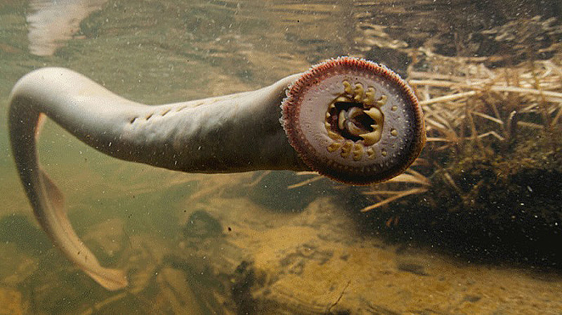 The amazing ancient lamprey - Columbia Insight