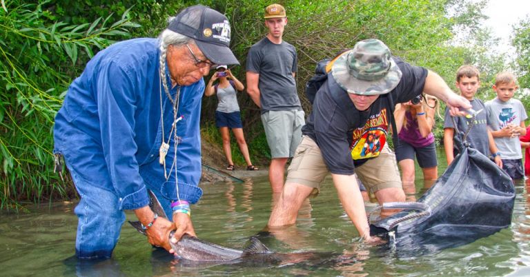 Salmon release on Little Spokane River, Aug. 6, 2021