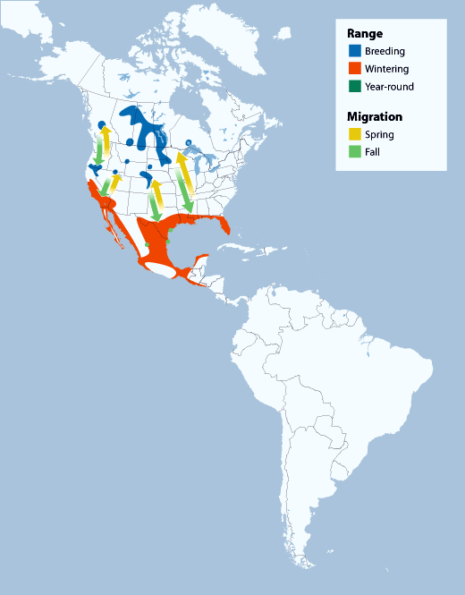 Map depicting range and migration routes of American white pelicans