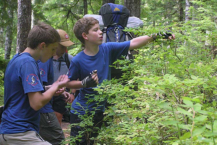 Kids picking huckleberries