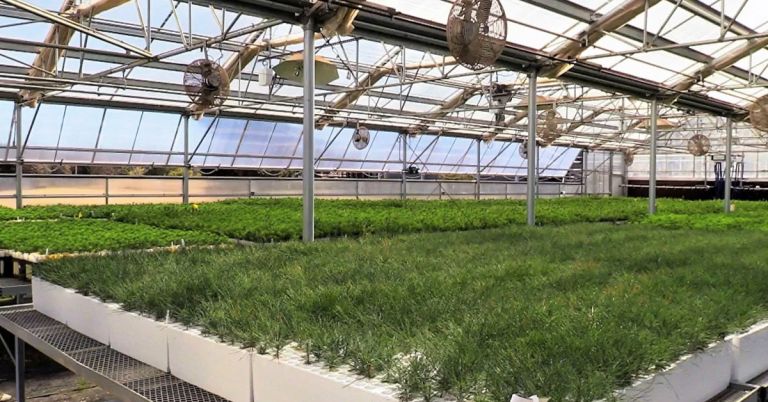 Seedlings at Placerville nursery