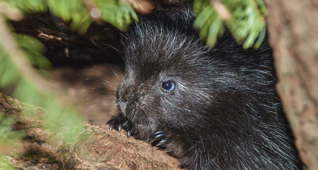 Porcupette