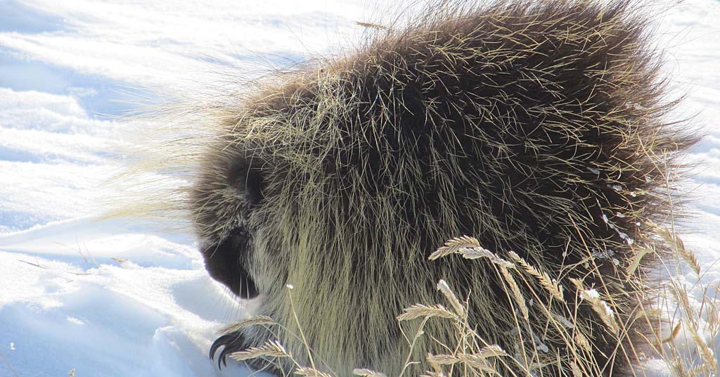 Porcupine in the snow