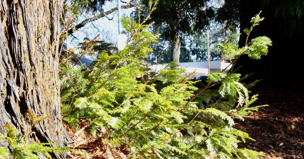 Potential coast redwood clones