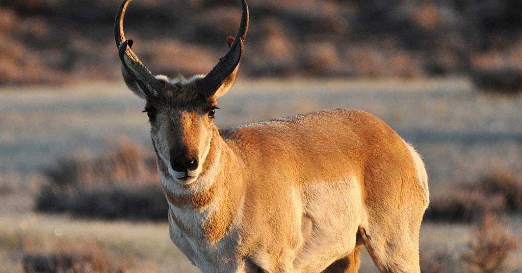 Pronghorn antelope