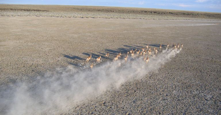 Pronghorn migration disrupted