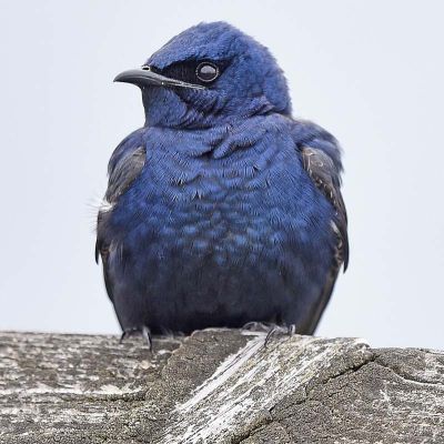 Purple martin, male