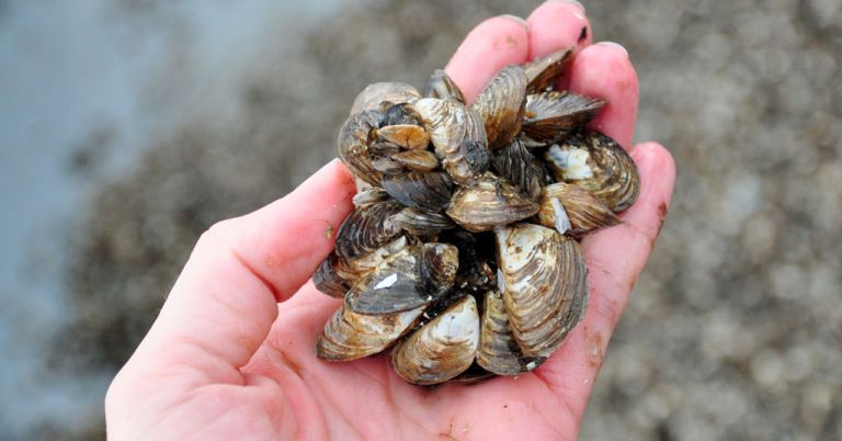 Quagga mussels caught in a bottom trawl in the Great Lakes