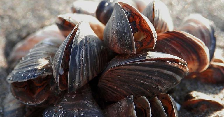 Quagga mussels