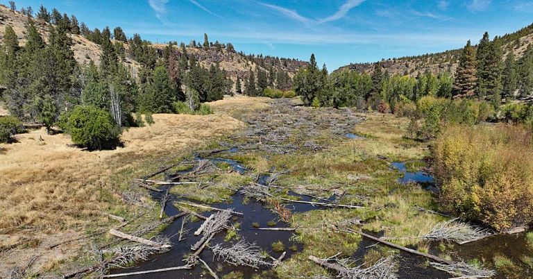 Whychus Creek at Rimrock Ranch drone image
