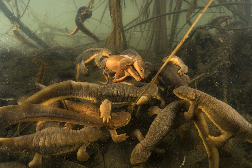 Rough-Skinned Newts_Oregon by David Herasimtschuk