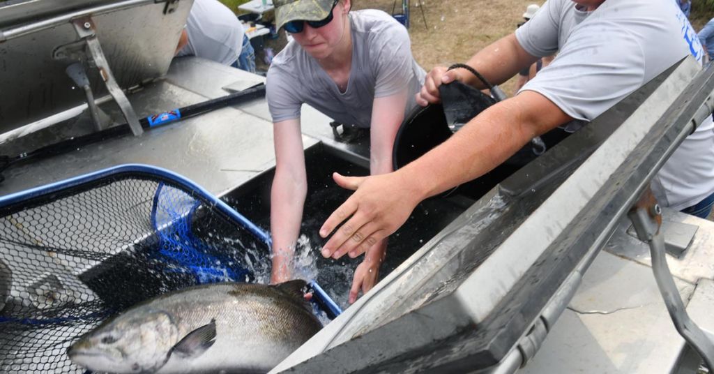 Salmon release