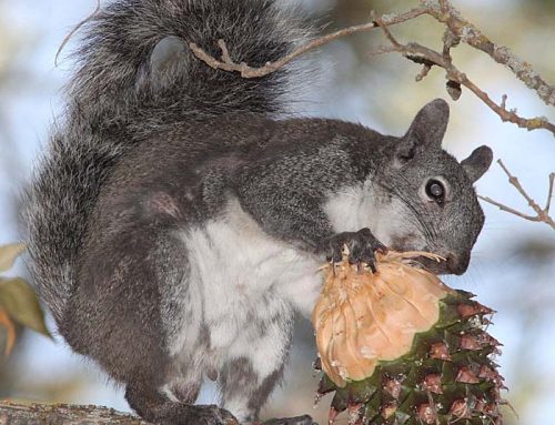 Logging projects still imperiling endangered western gray squirrels