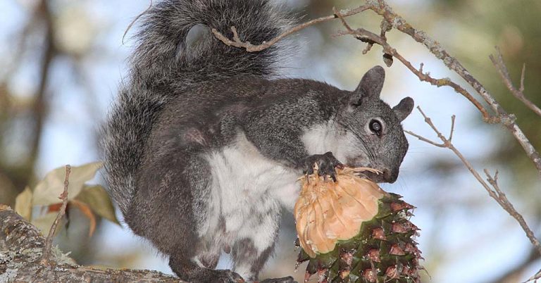 Western gray squirrel in California