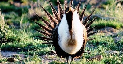 sage grouse Oregon photo by BLM