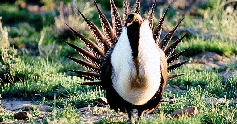 sage grouse Oregon photo by BLM