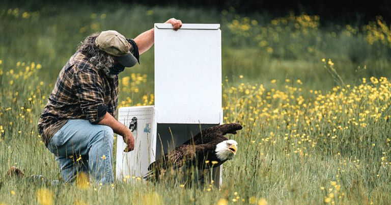 Bob Sallinger releases eagle