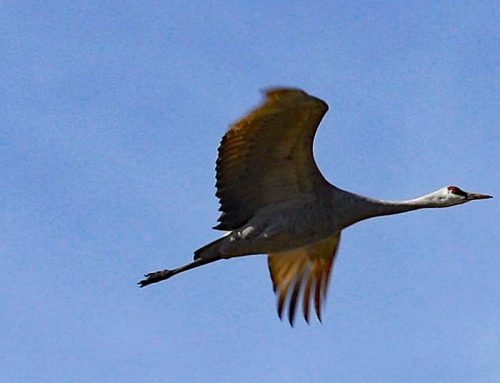 Repubs, Dems agree: Wetlands need urgent action