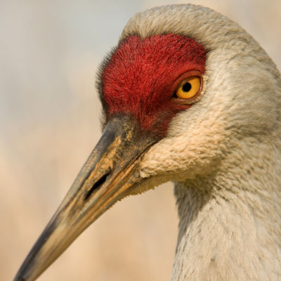 Sandhill crane at Reifel bird sanctuary (Delta, British Columbia)