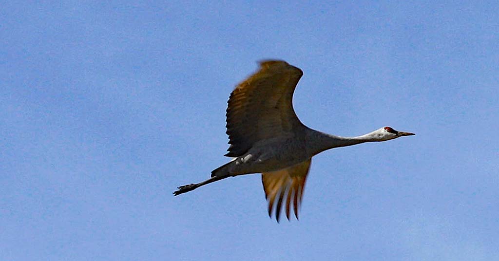 Sandhill crane in flight