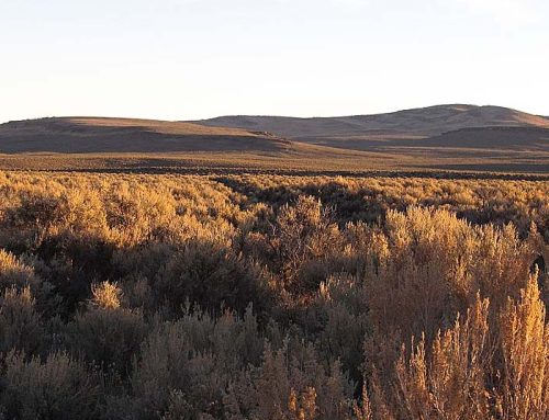 Enviros, feds agree to protect a huge chunk of wild habitat