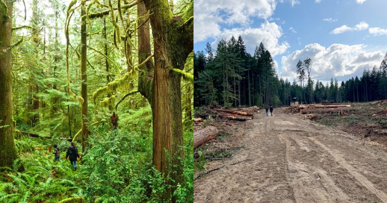 Sherwood Forest logging Mason County, Wash.
