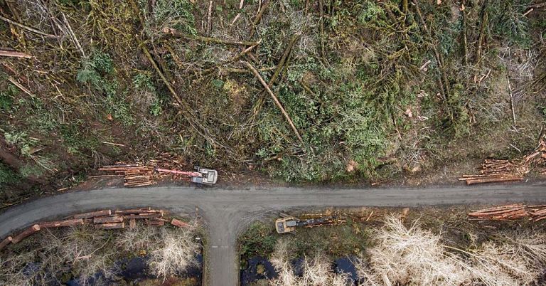 Industrial logging with mechanical shovel, Oregon