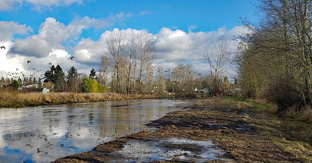 Birds fly at Shwakuk Wetlands in north Portland, March 2023.