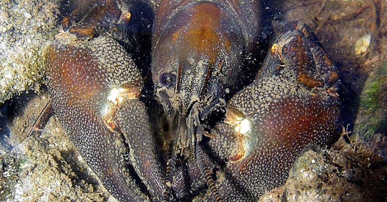 Signal crayfish Pacifastacus leniusculus