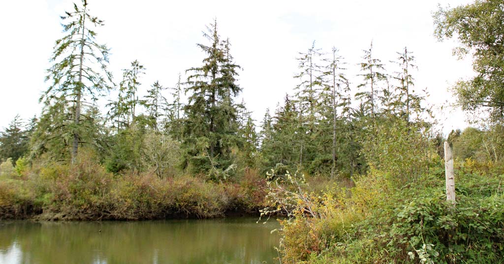 Sitka spruce intertidal forest on Grays River