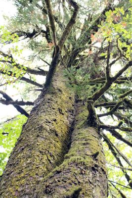 Sitka spruce in intertidal forest