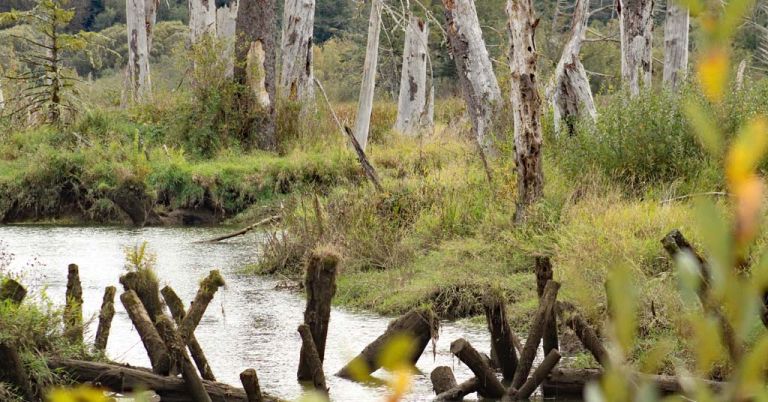 Sitka spruce tidal swamp