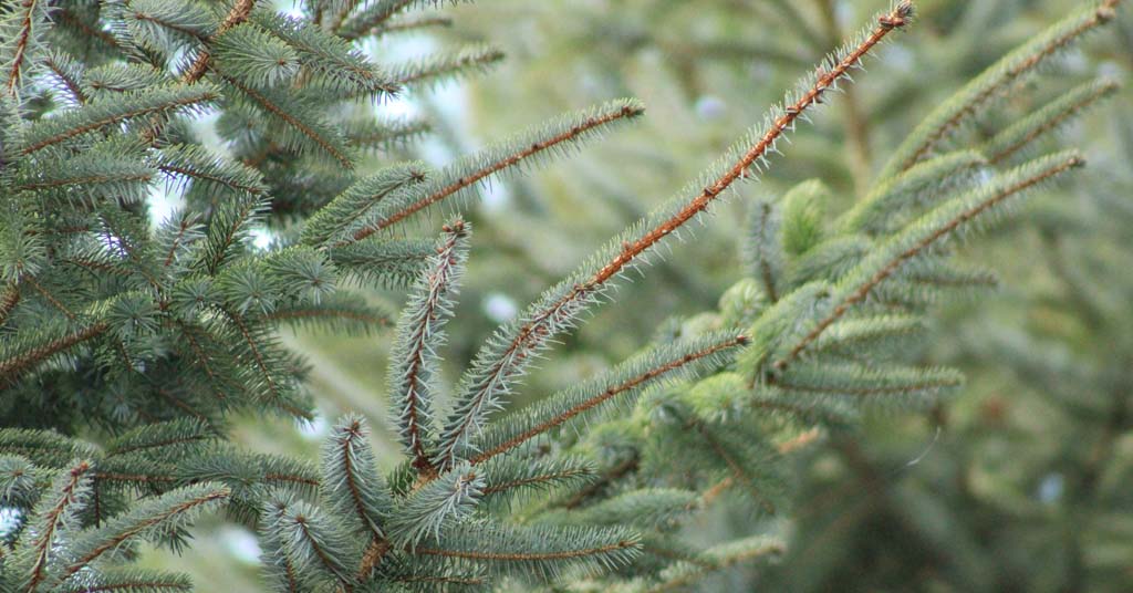 Sitka spruce planted in restoration effort on Grays River in Washington