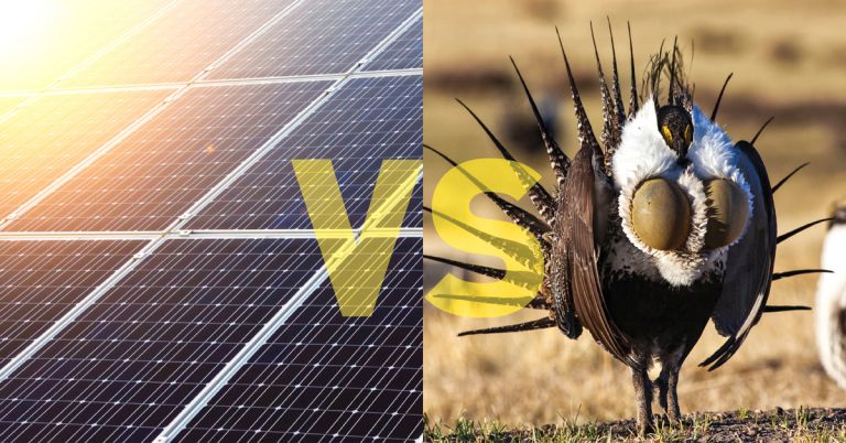 Solar panels and sage grouse