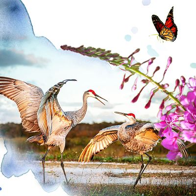 Sandhill cranes and monarch butterflies