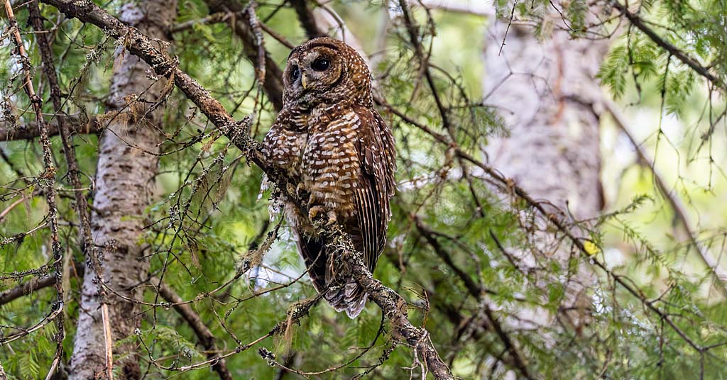 Northern spotted owl in Washington’s Okanogan-Wenatchee National Forest