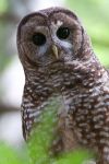 Spotted owl head shot