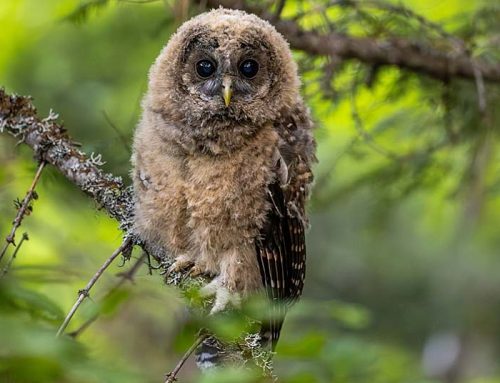 Really good news from spotted owl country
