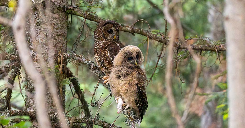 Northern spotted owl duo