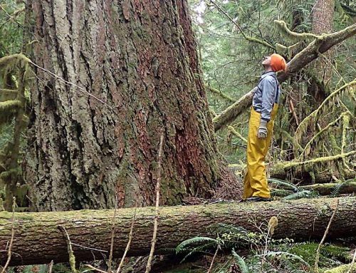 How the Gifford Pinchot National Forest got its name. And lost its