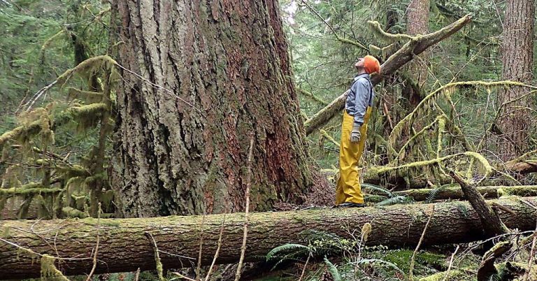 Stephen Kropp, Legacy Forest Defense Coalition, stares up a tree