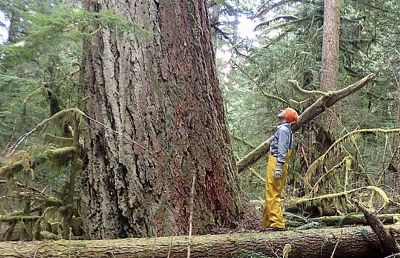 Stephen Kropp, Legacy Forest Defense Coalition