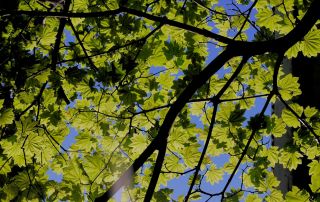 Tree leaves generic