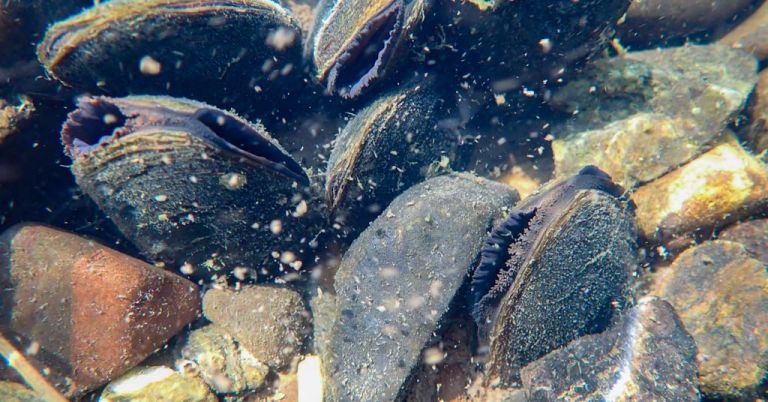 Freshwater mussels