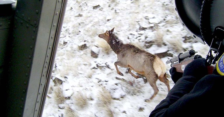 Tagging elk from helicopter from book CHASING WILDLIFE SECRETS