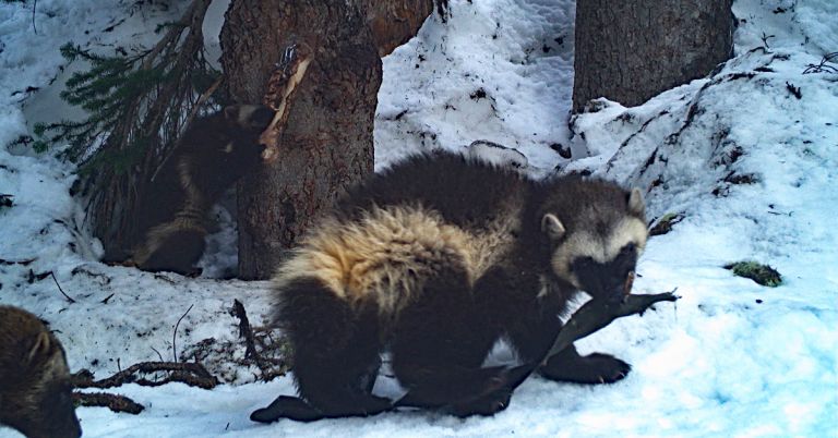 New wolverine discovery in Washington Cascades August 2021