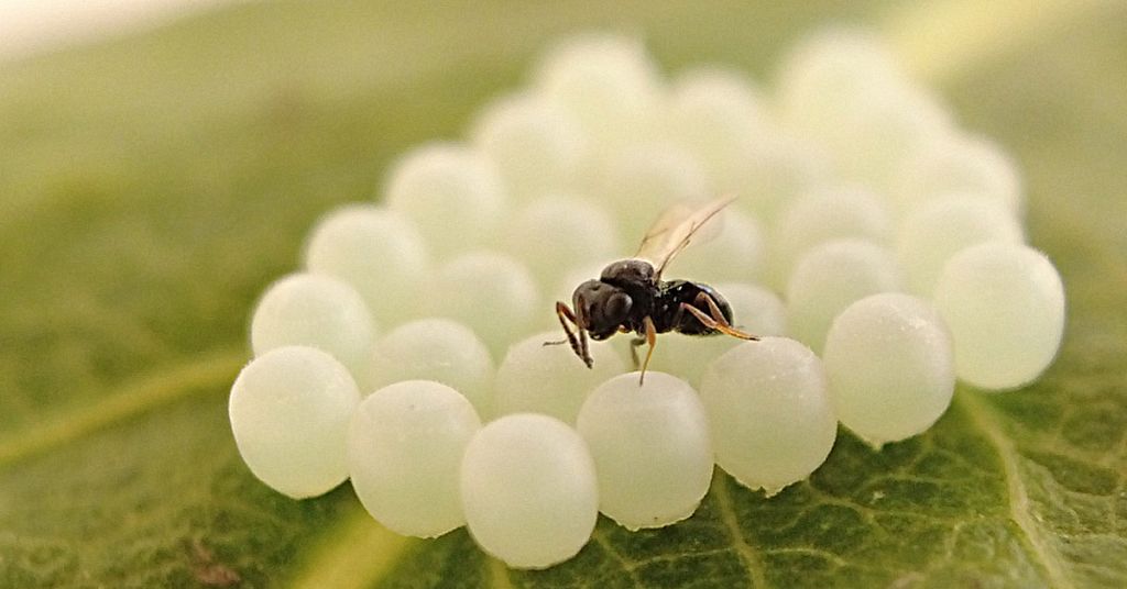 wasp attacks eggs