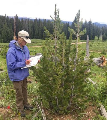 Diana Tomback working with whitebark pine in the Custer-Gallatin National Forest