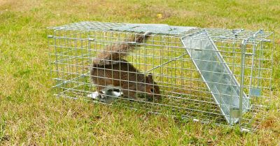 Squirrel trap